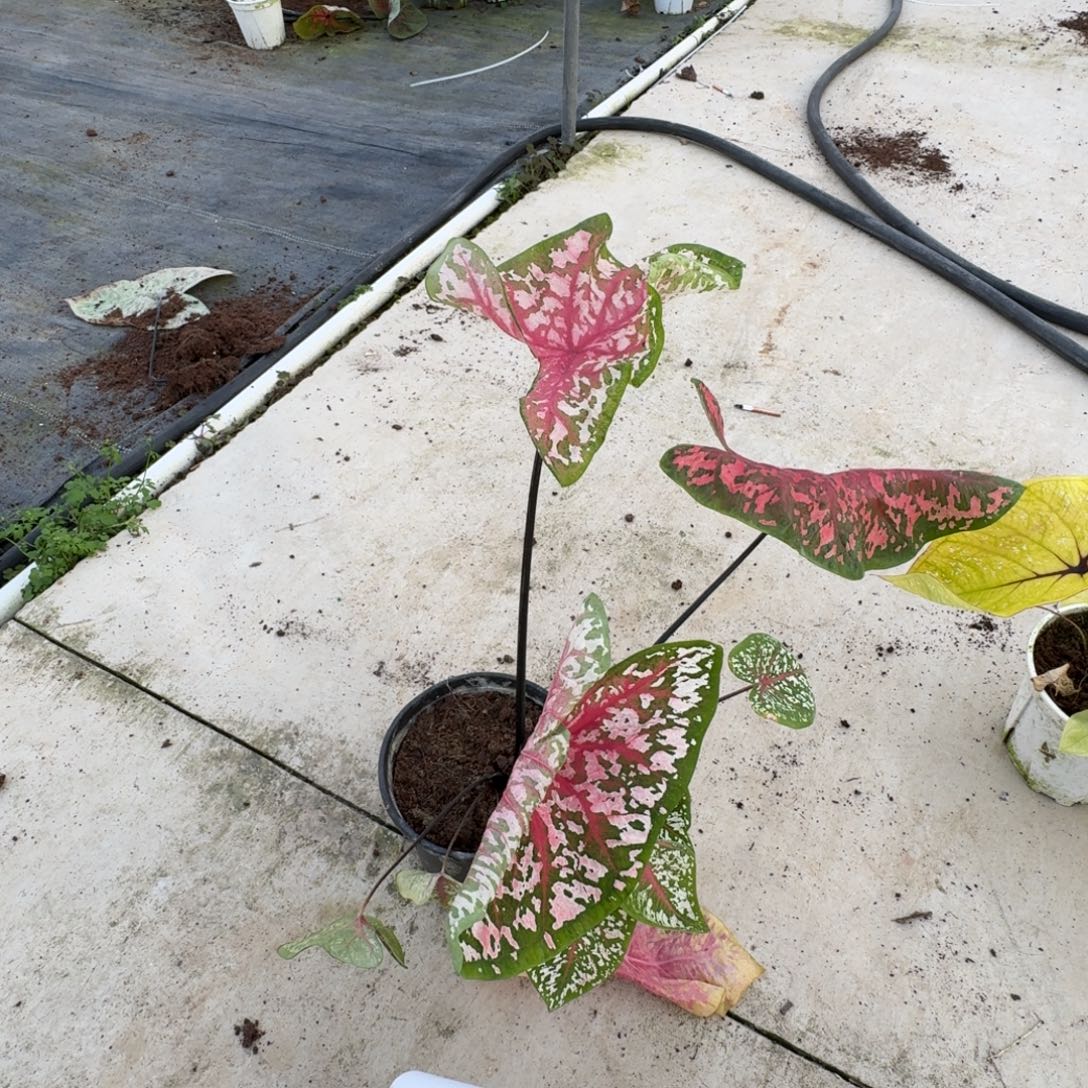 无花朵雪豹球3公分以上，剪叶发货