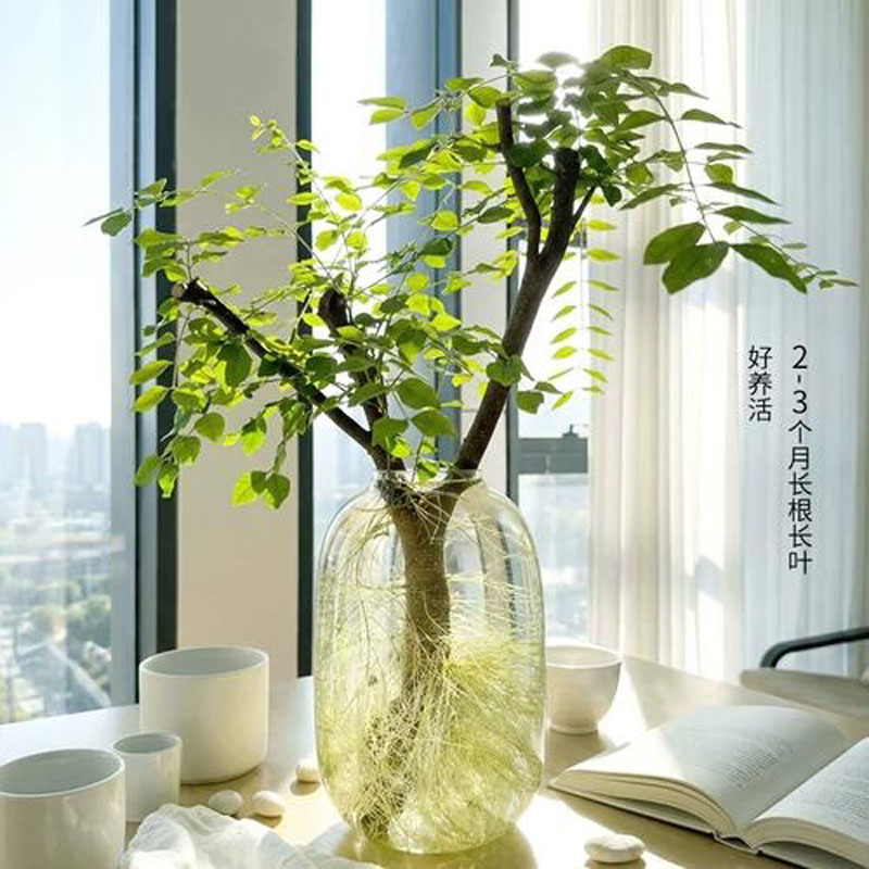 水培小叶女贞鲜切枝花卉绿植居家桌面摆件室内好养懒人植物