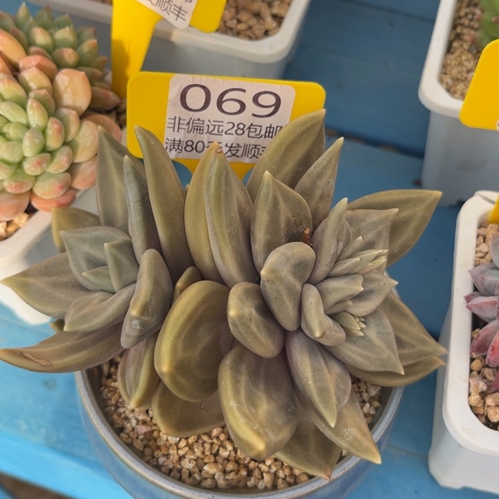 胖***5大069，vxvxvchvhghh