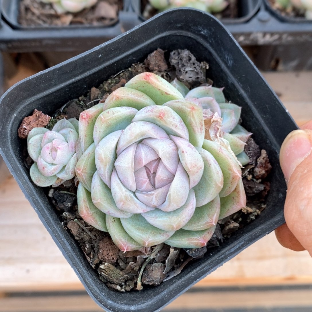 精品多肉一物一拍不包整151