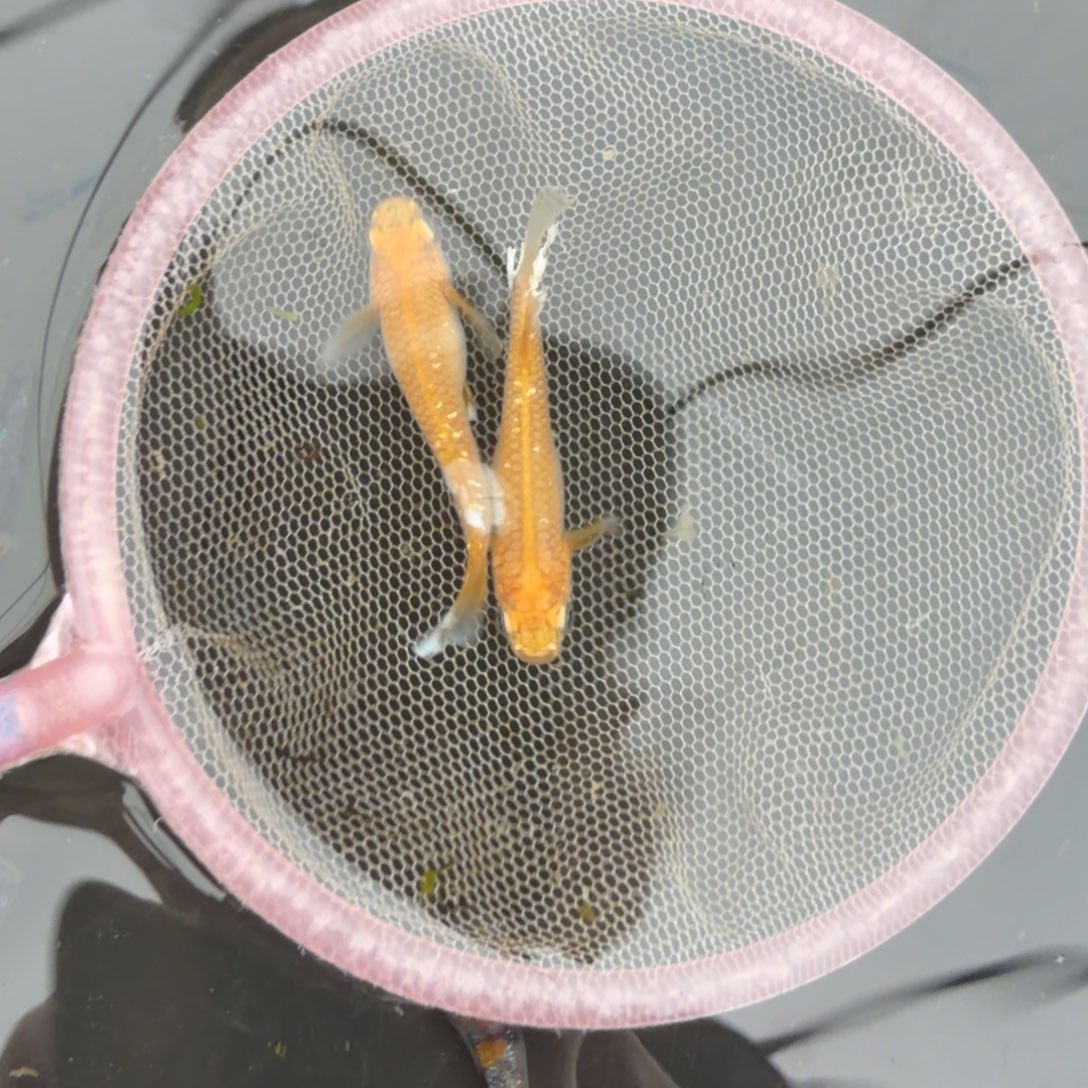 青鳉鱼602.酥油灯一对