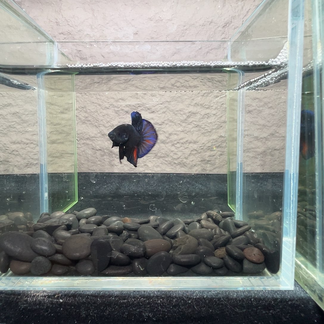 斗鱼阿浩泰斗24日54