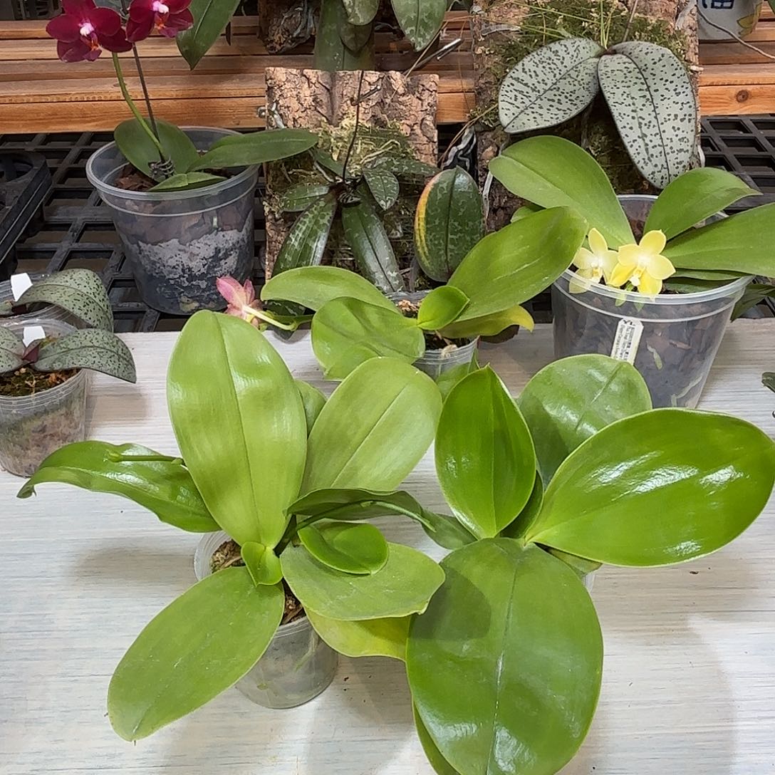 海***石当前无花栽培后可以开花2颗