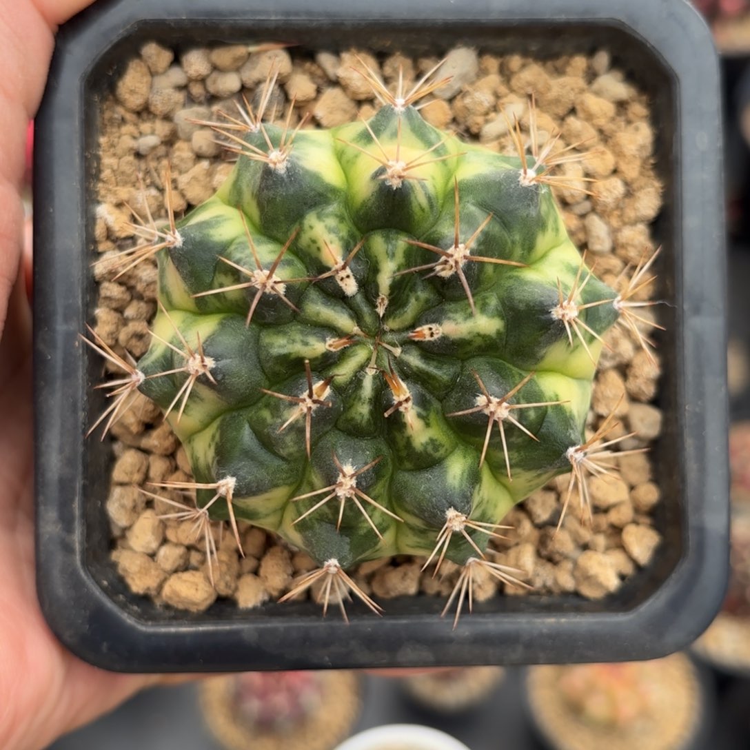 泰系米哈仙人球306