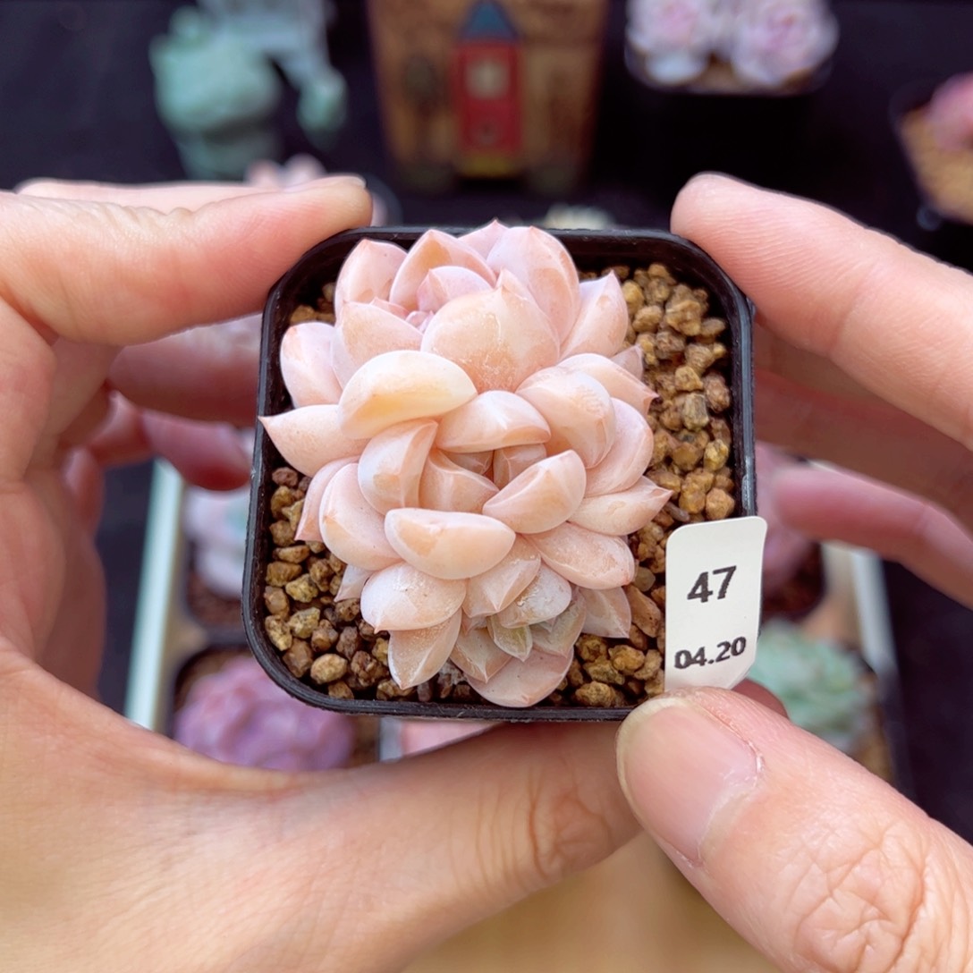 刚毅47、哈哈哈哈