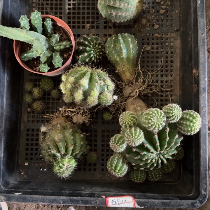 331筐拍无售后混品种斑