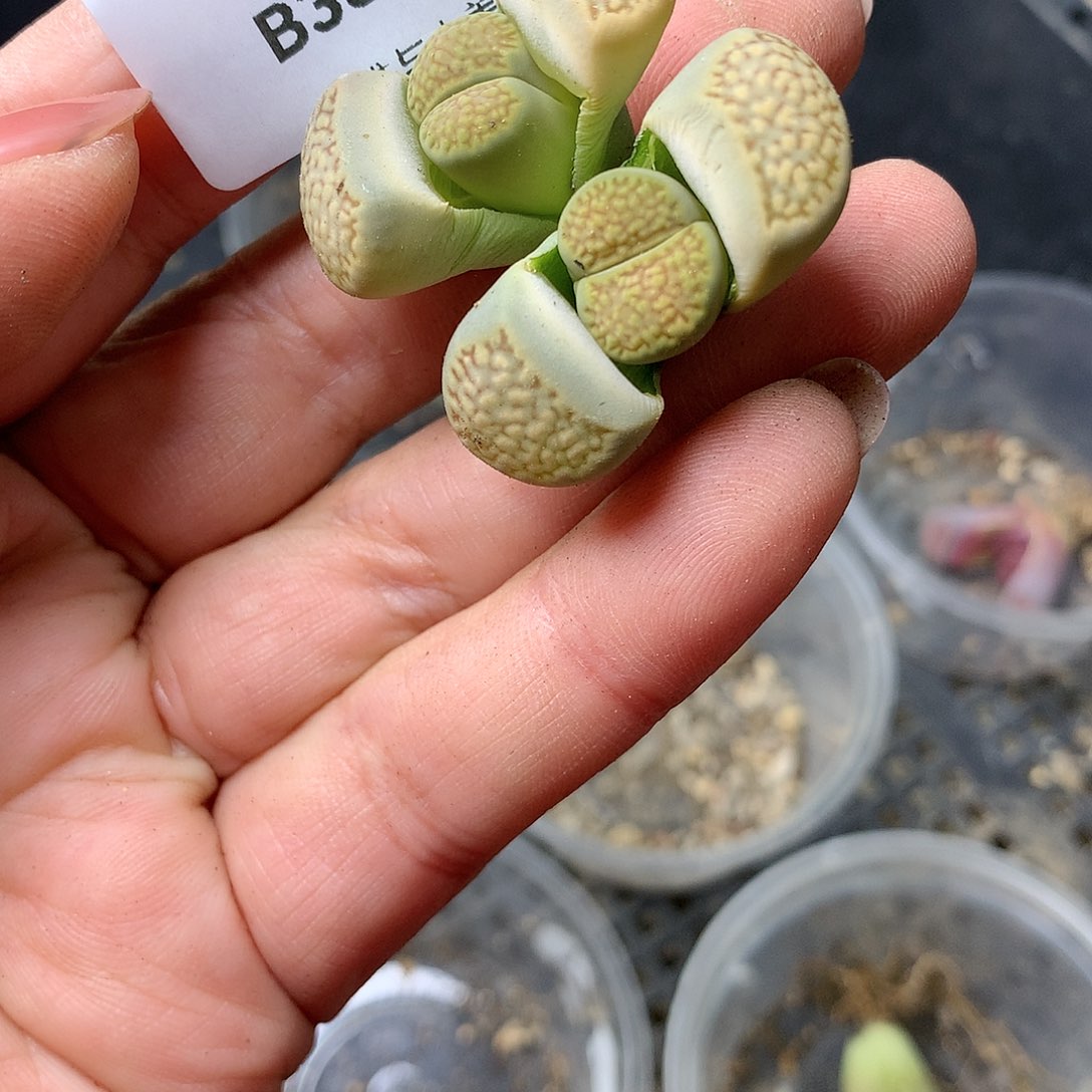 B380多肉植物保护研究所