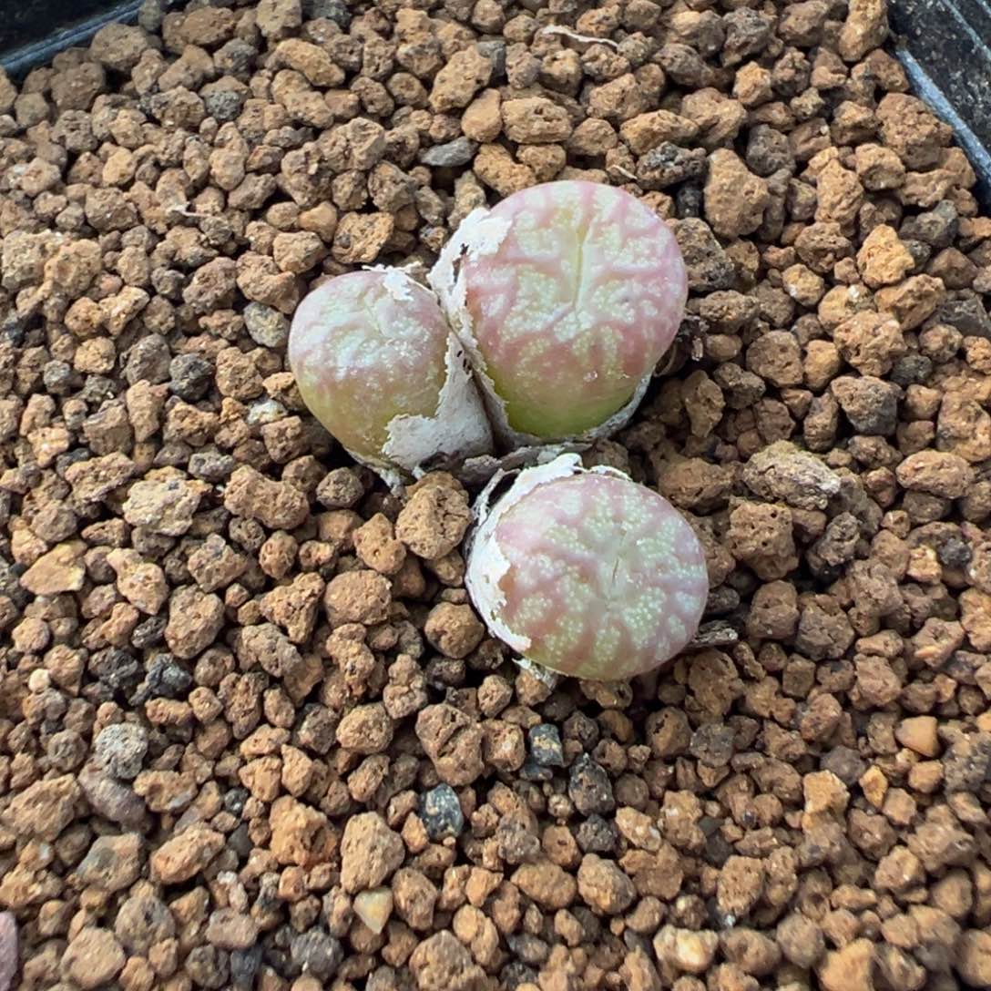 14-110奶杂多肉植物，