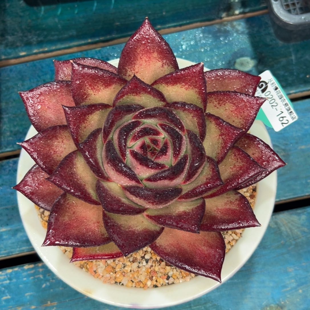 多肉一物一拍0202-162