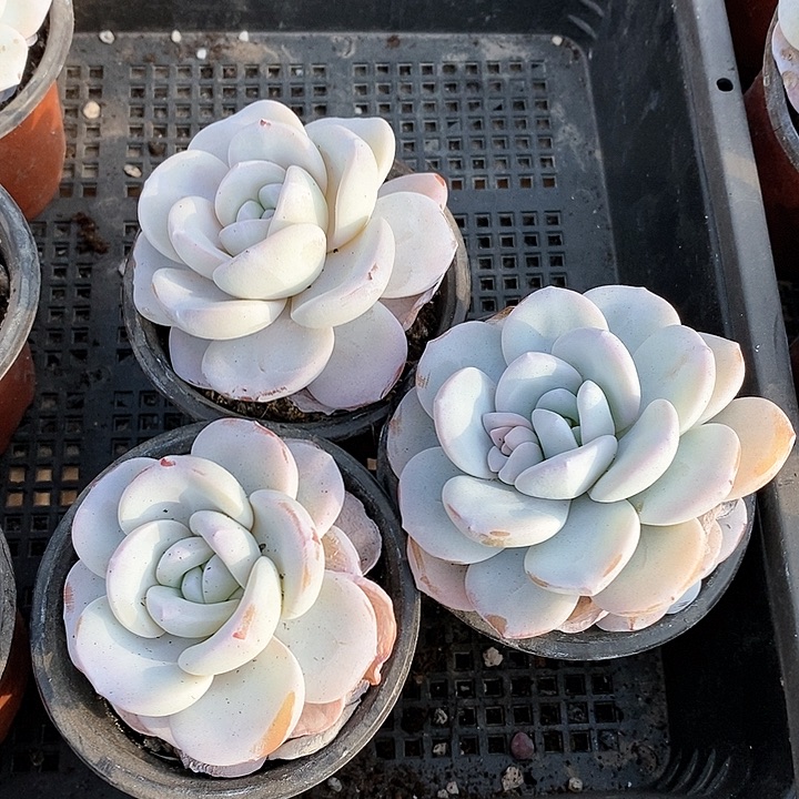 特价一组自然双头雪莲