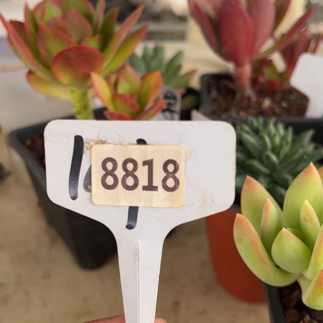 【闪购商品】西*8818。 11111111