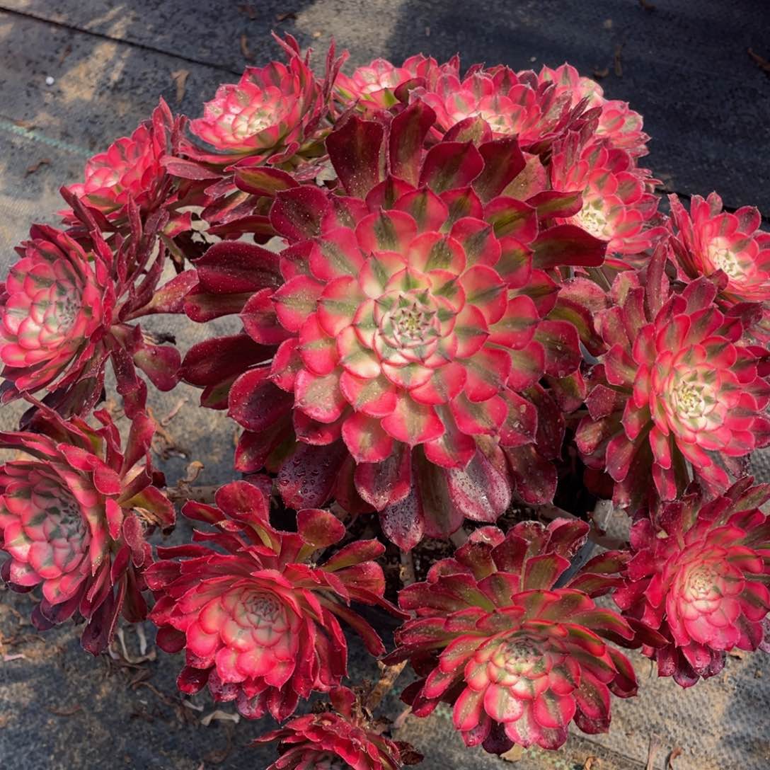 649红铜白精品法师多肉