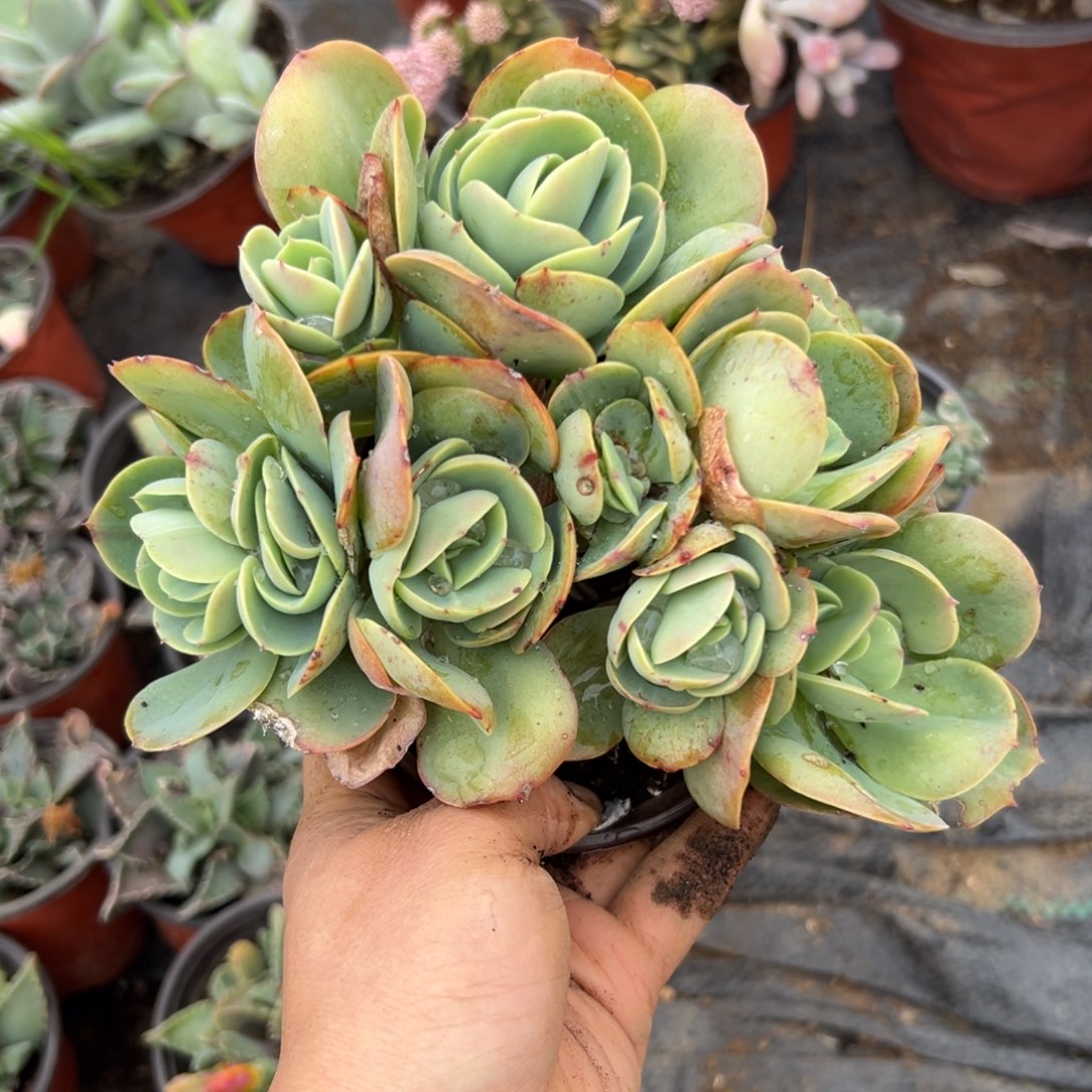 恶婆婆四座无言星欲稀植物植物