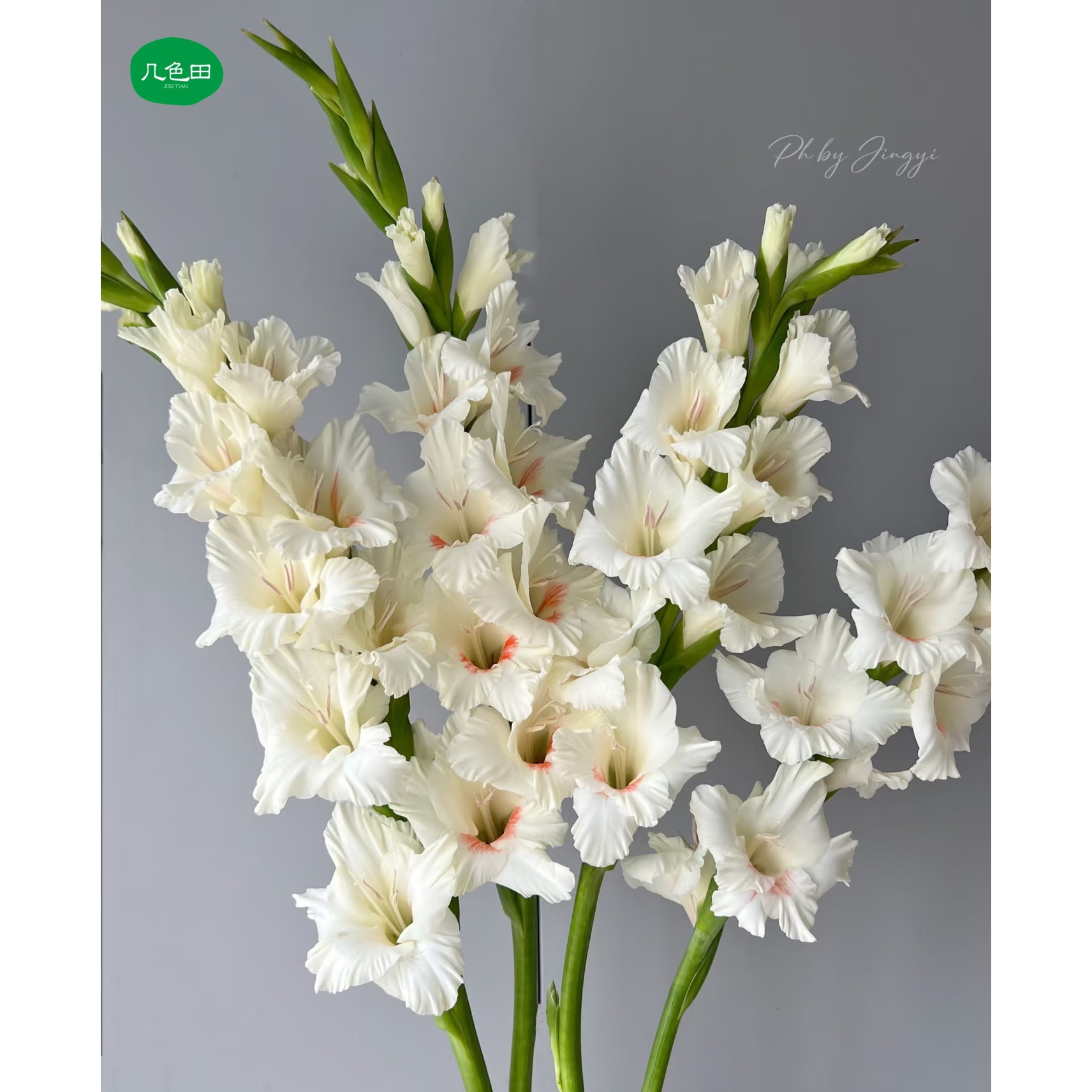 奶油红心----剑兰云南直发鲜花