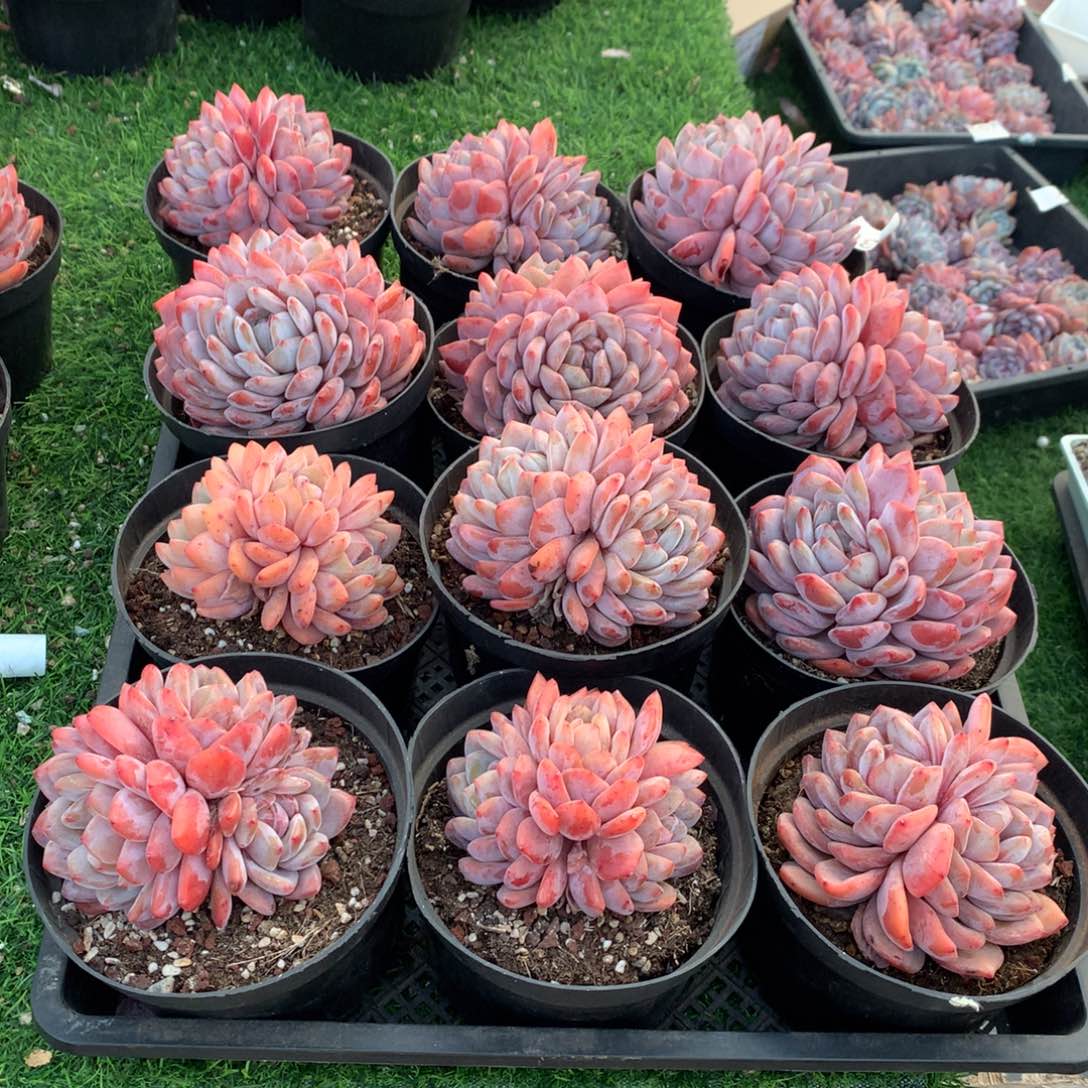 130橙子多肉植物组合