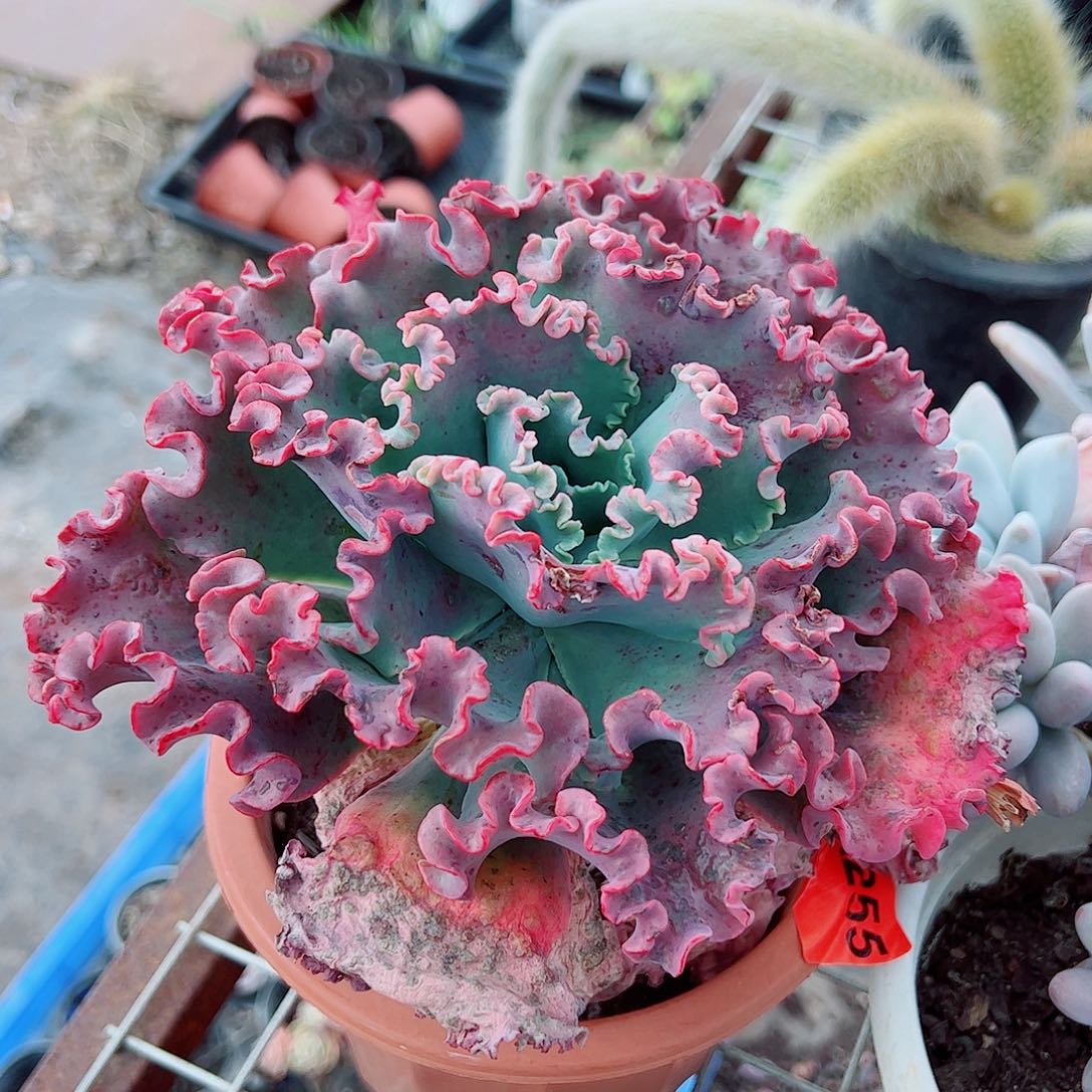 女王花笠大单头精品特价