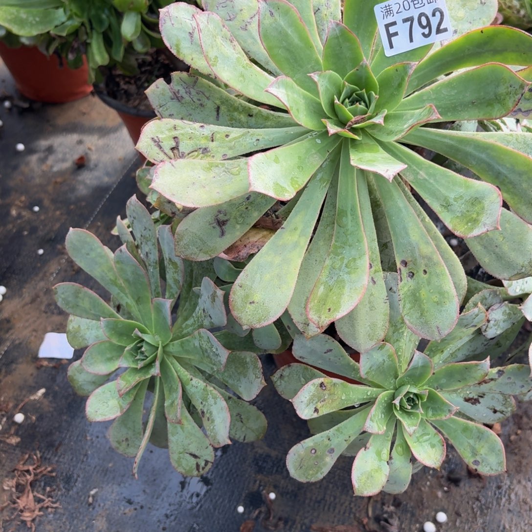 792多肉植物捧花的时候