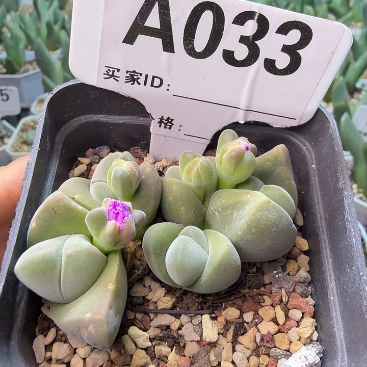 033。满38包邮肉锥