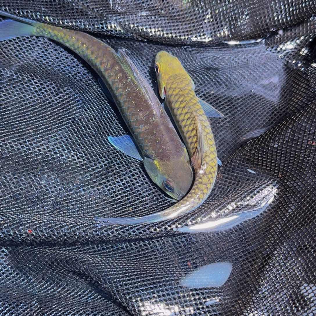 吉罗鱼宝山宝山墨脱