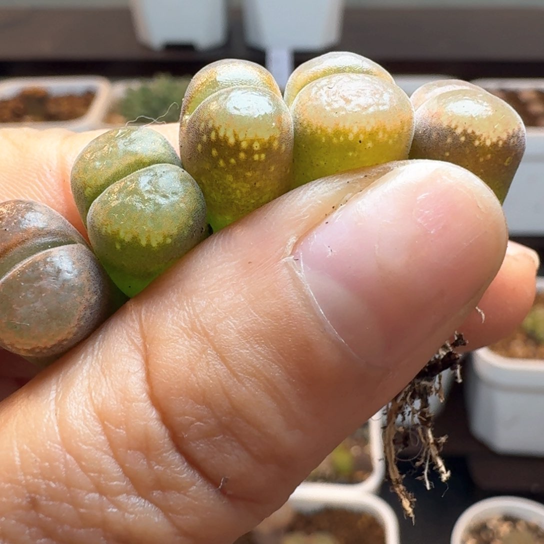 1102五颗风0000000000000