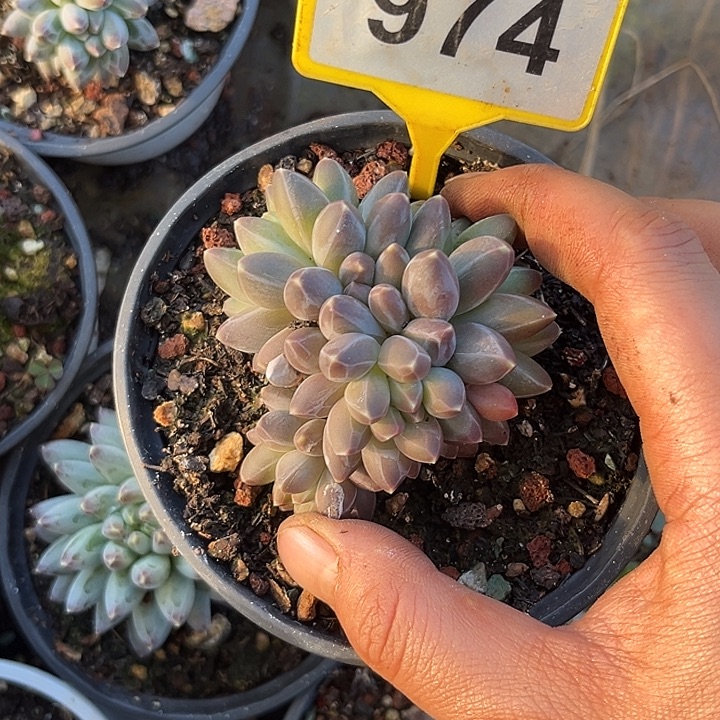 大***娇多肉植物申公豹874