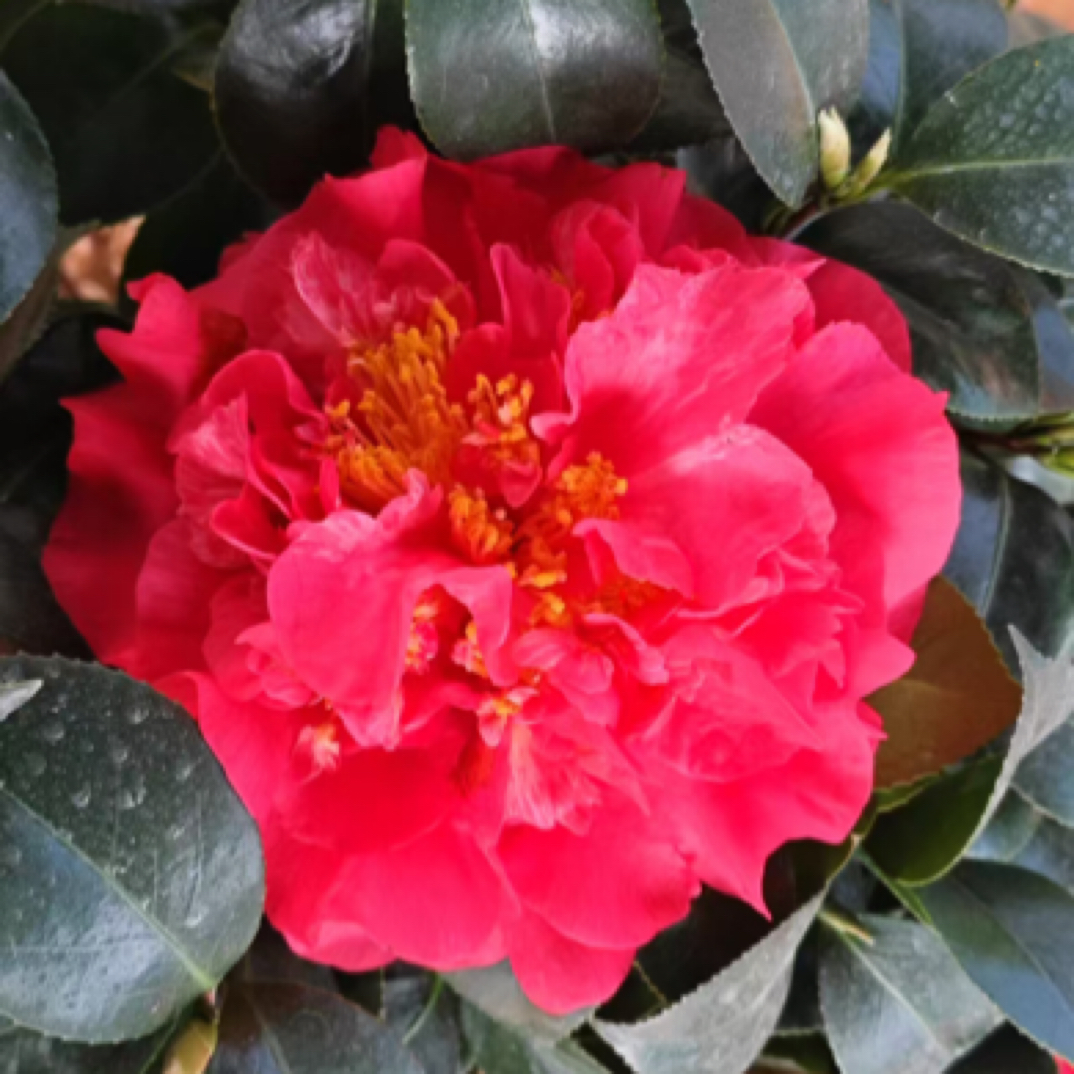 【绯抓芙蓉茶花】大花牡丹花型原生四年苗