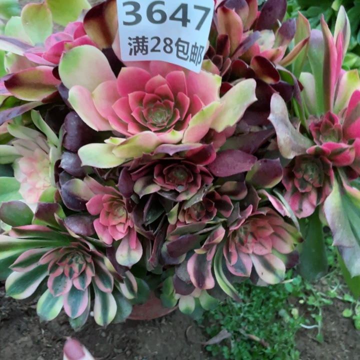 3647一号棚雅典娜