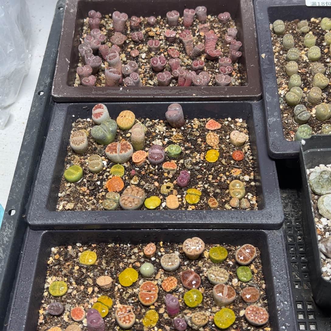 【闪购商品】 610。  三盆一起 