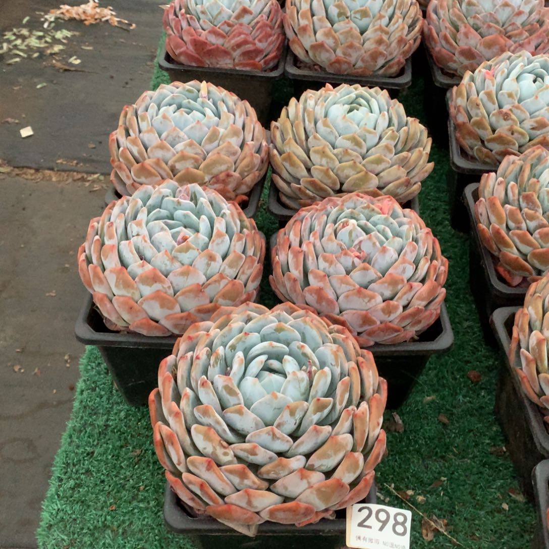 298橙子缀化多肉植物组合
