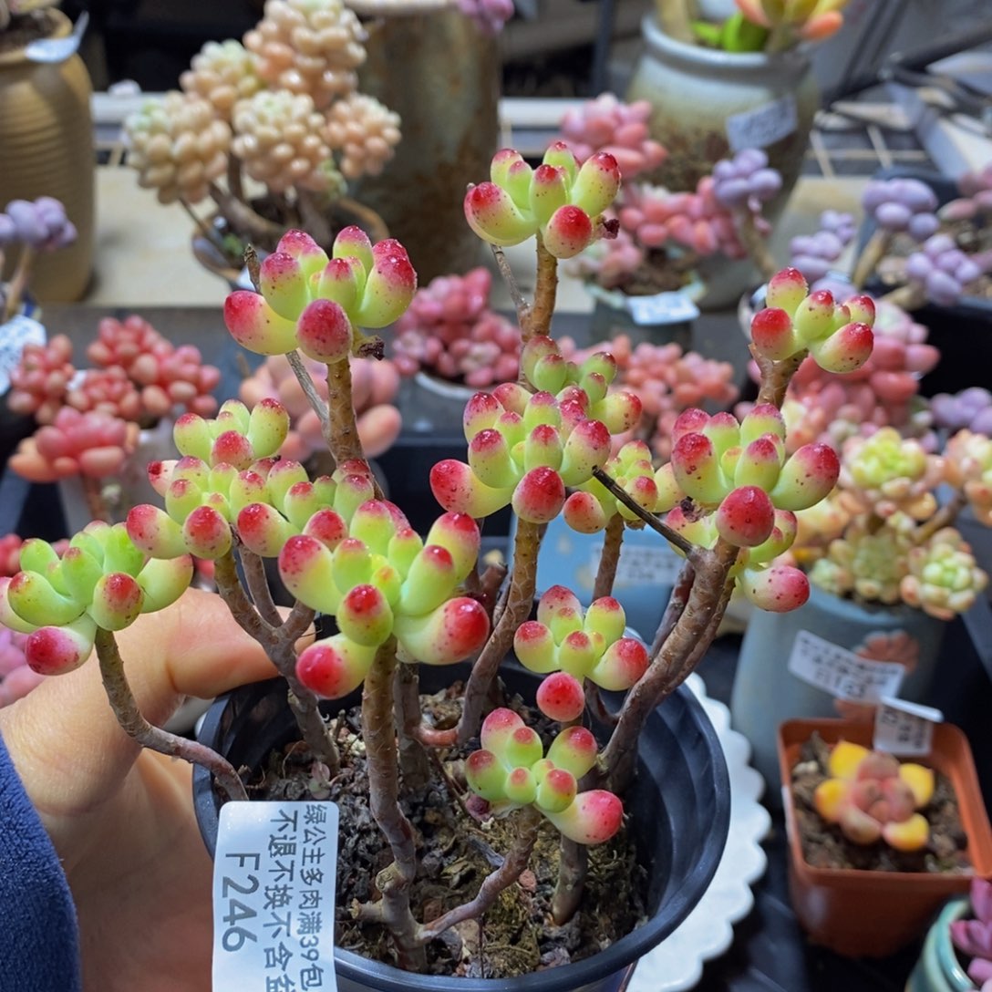 246 乙女心拼的9 厘米