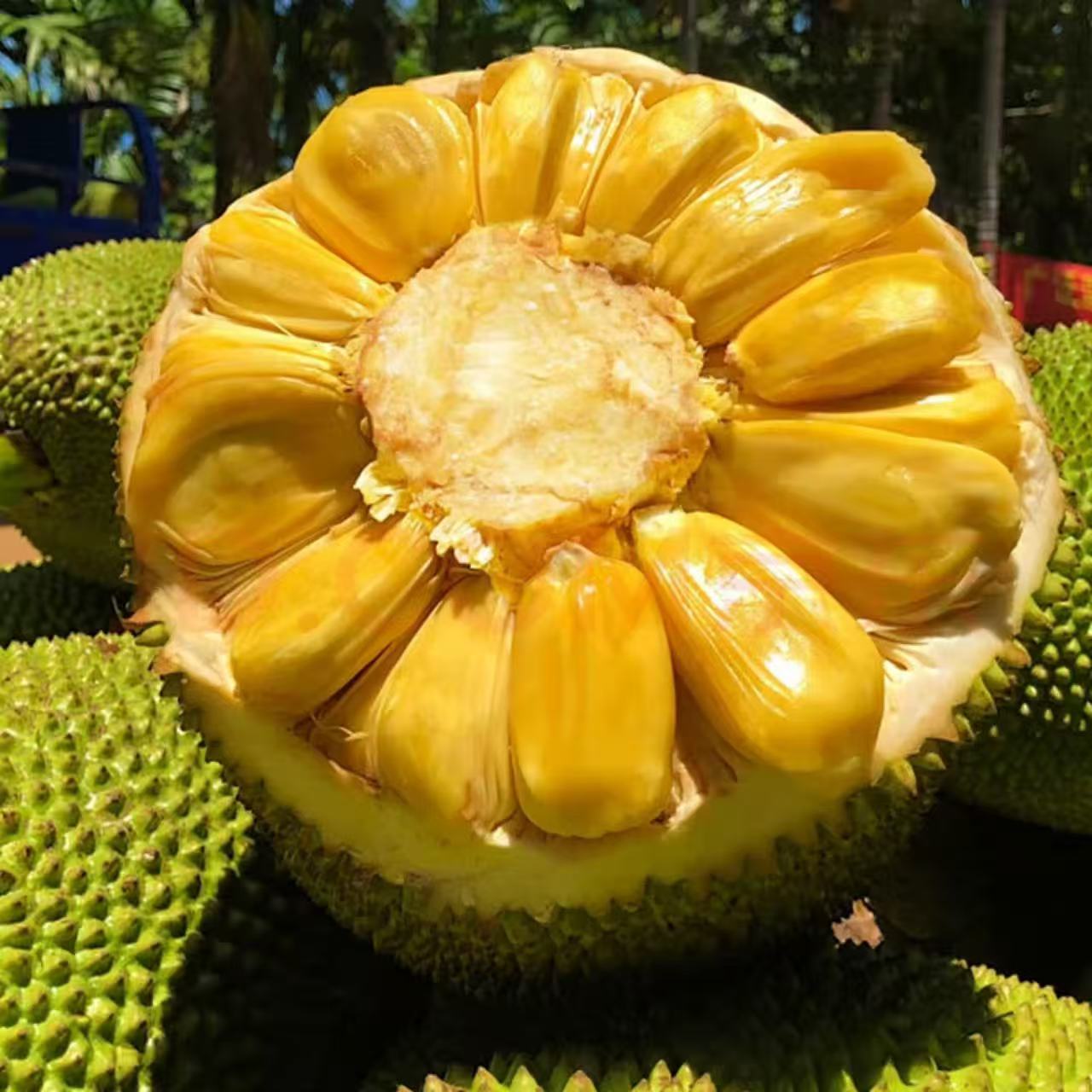 【黄果肉】越南进口红肉菠萝蜜水果新鲜菠萝蜜6-12斤顺丰包邮到家红肉菠萝蜜越南社会主义共和国