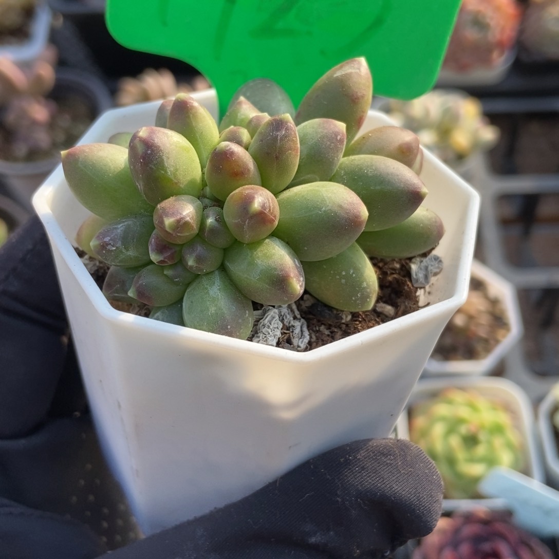 1923千代田多肉植物保护