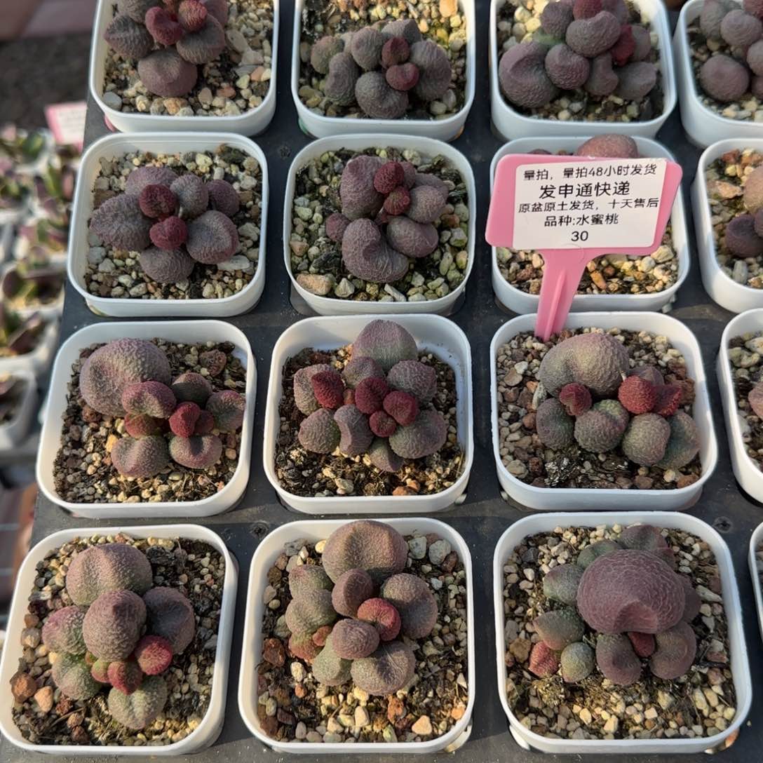 水蜜桃多肉量拍链接