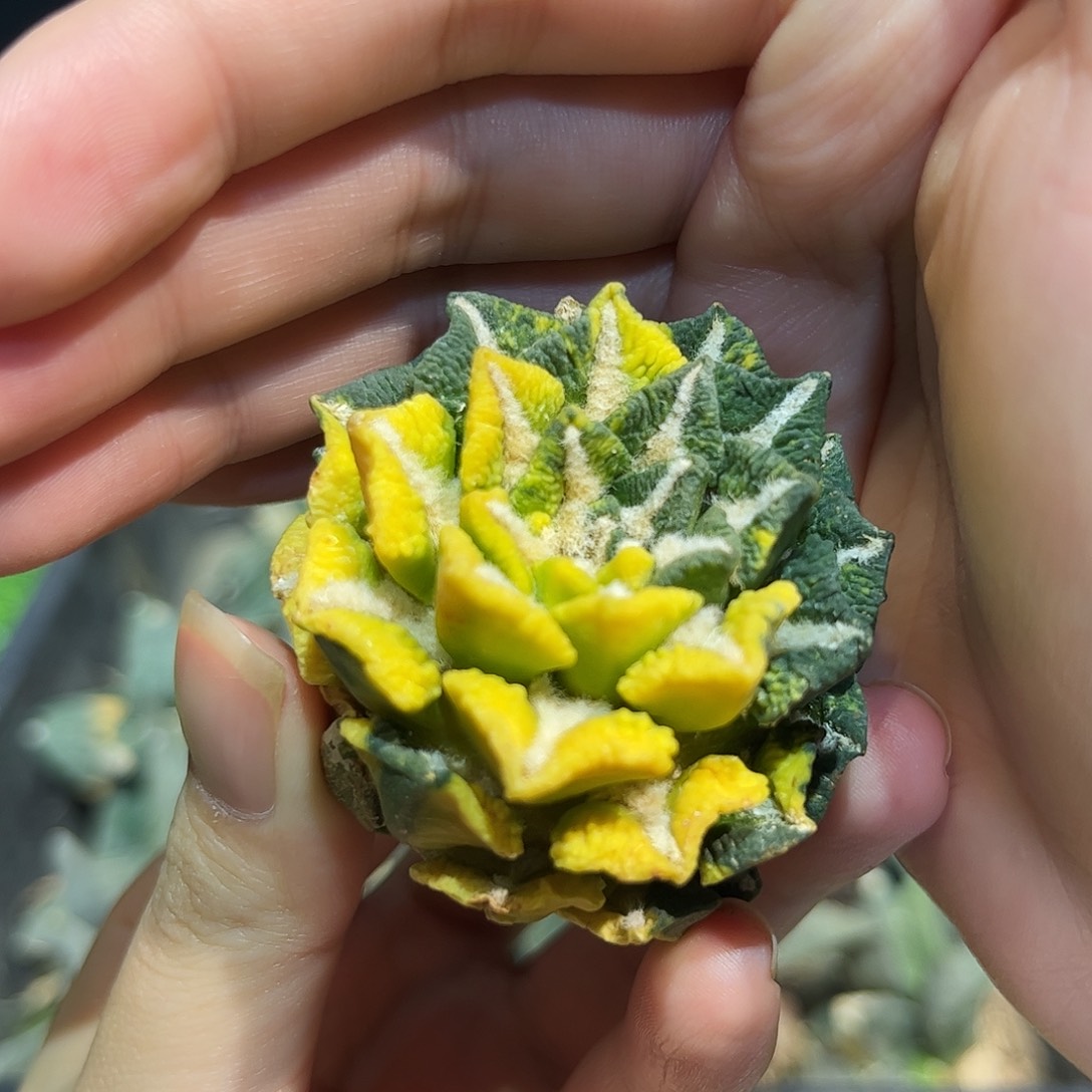 28号5cm自根大尤黑散斑锦