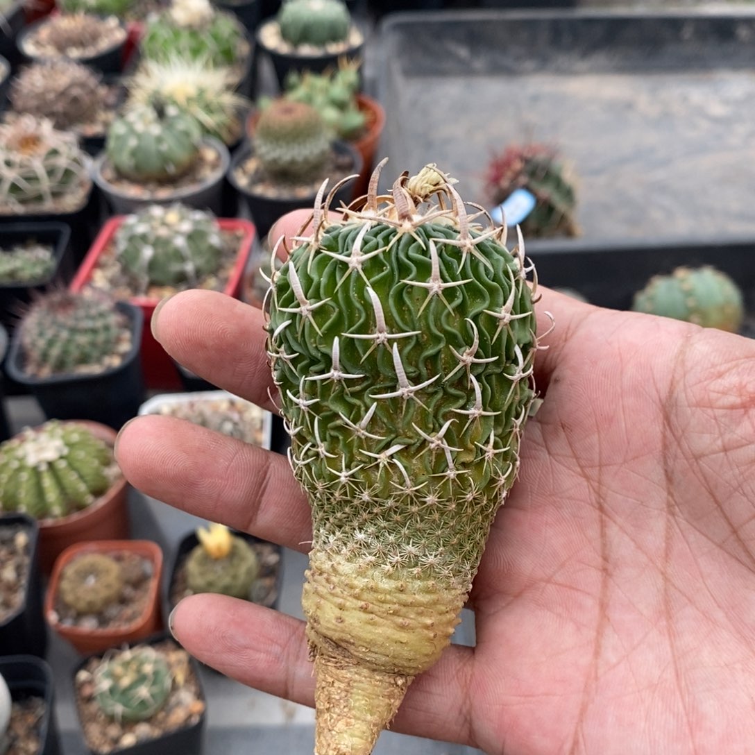 植播园艺太刀岚母本