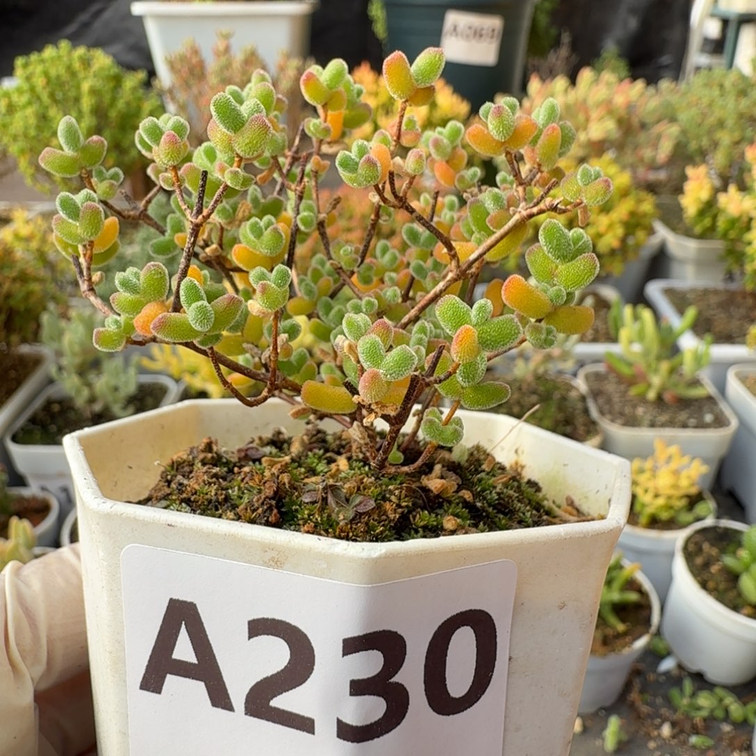 A230精控老桩冰冰虾