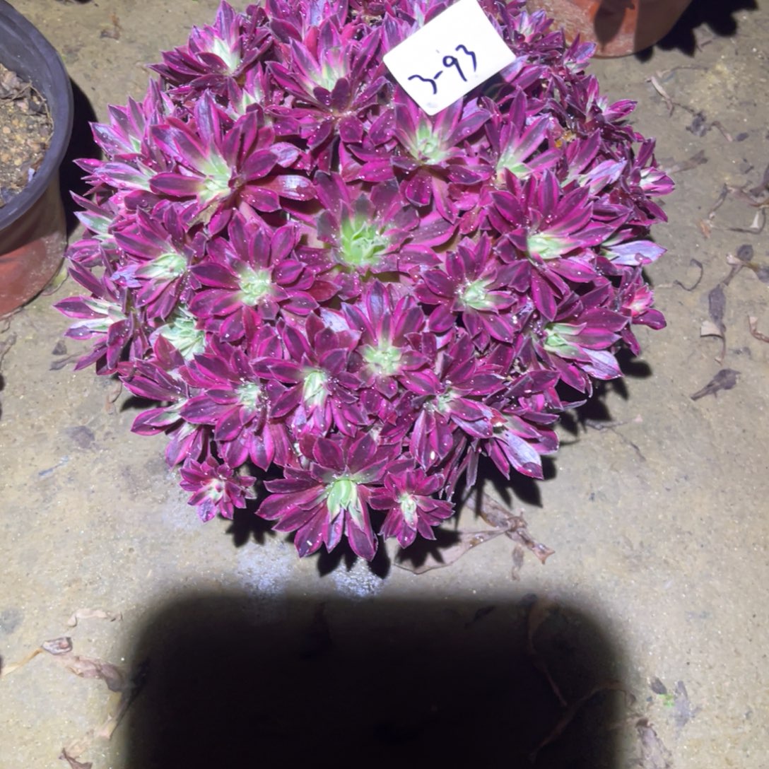 山***风12-3-93云雀法师锦