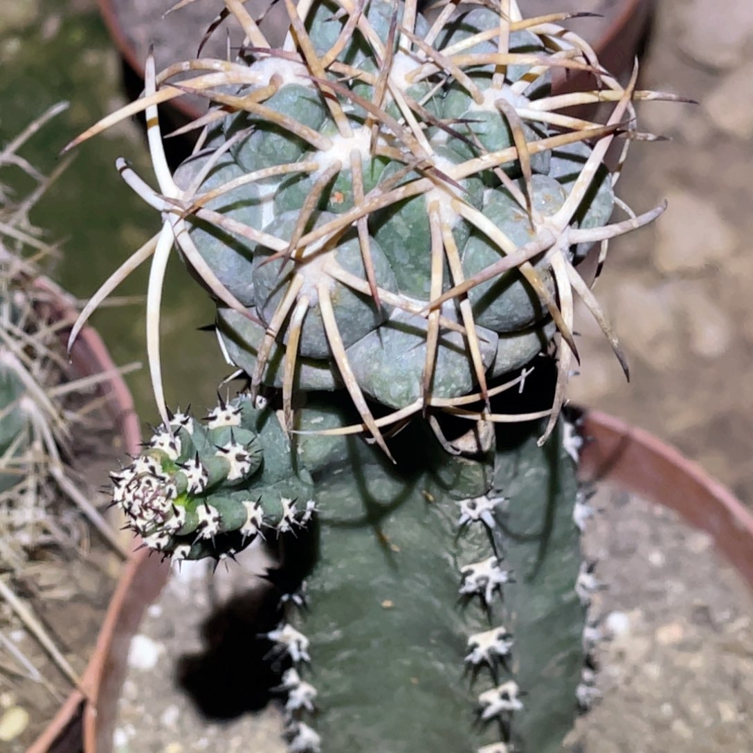 晓***蓉象牙 绣谱 嫁接 带根