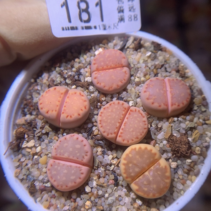 精品生石花215.181