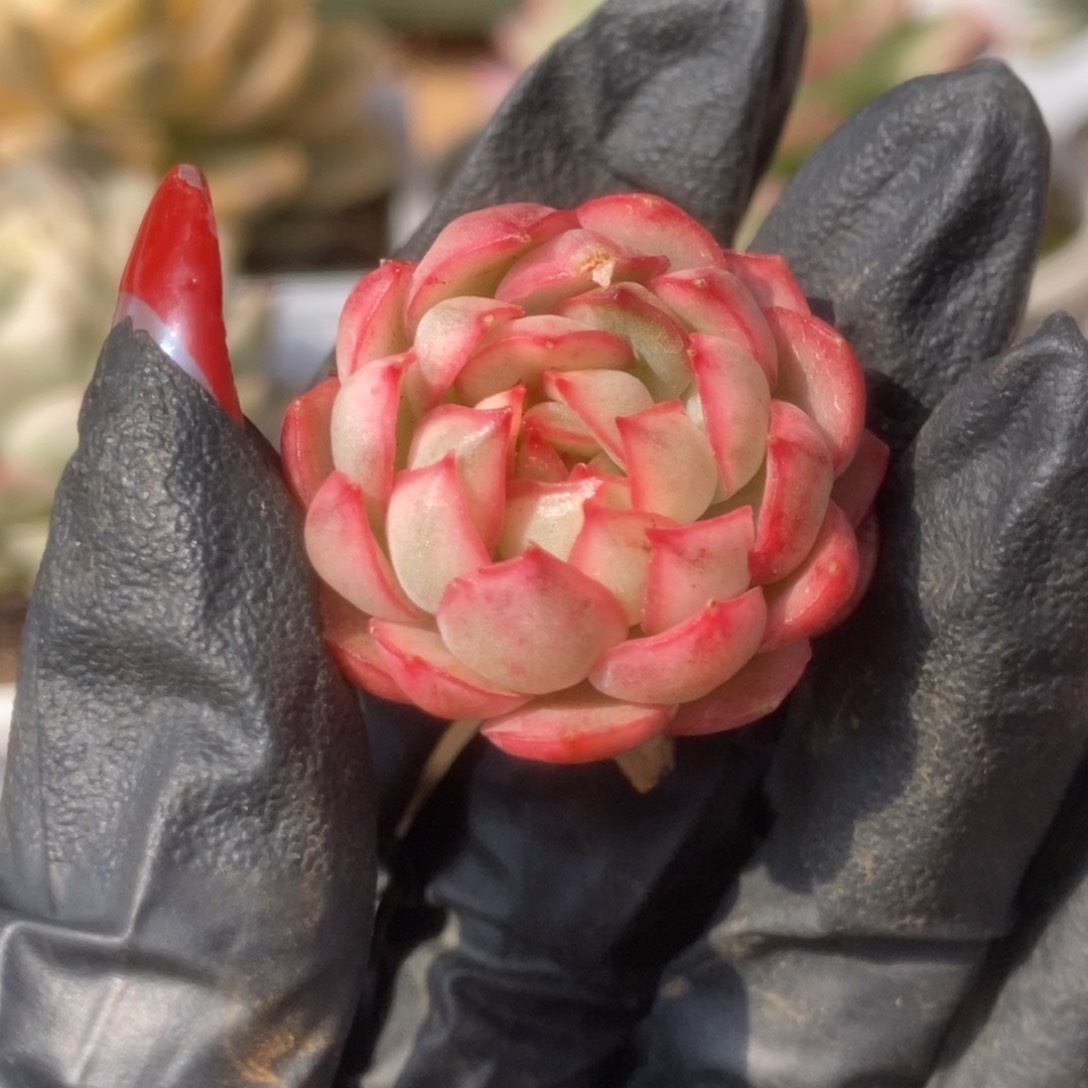 008白覆轮梦幻玫瑰锦