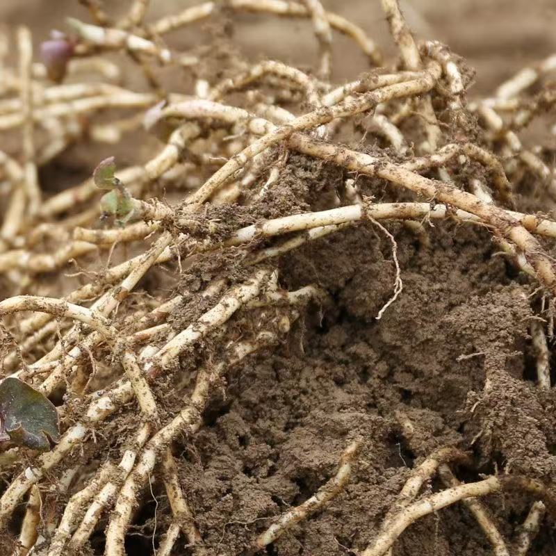 贵州新根上市现挖带泥新鲜折耳根鱼腥草