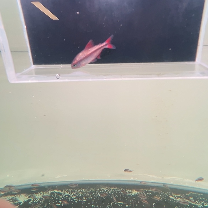 灯科鱼粉色牌3号白金血魔