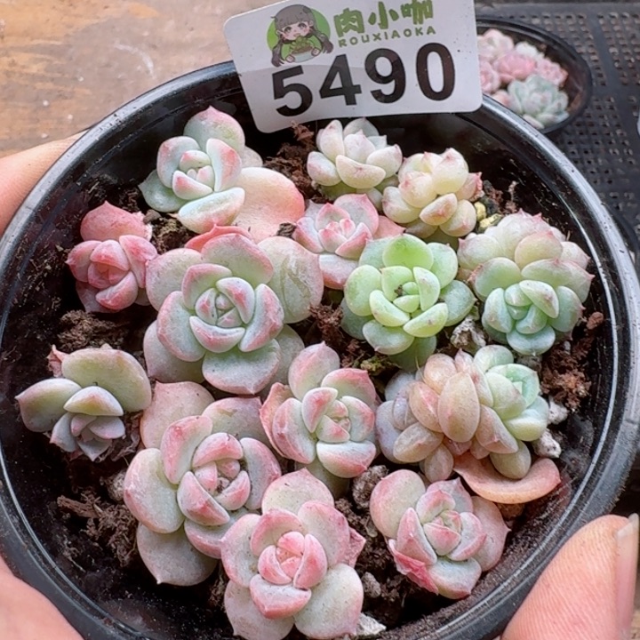 多肉植物多肉植物