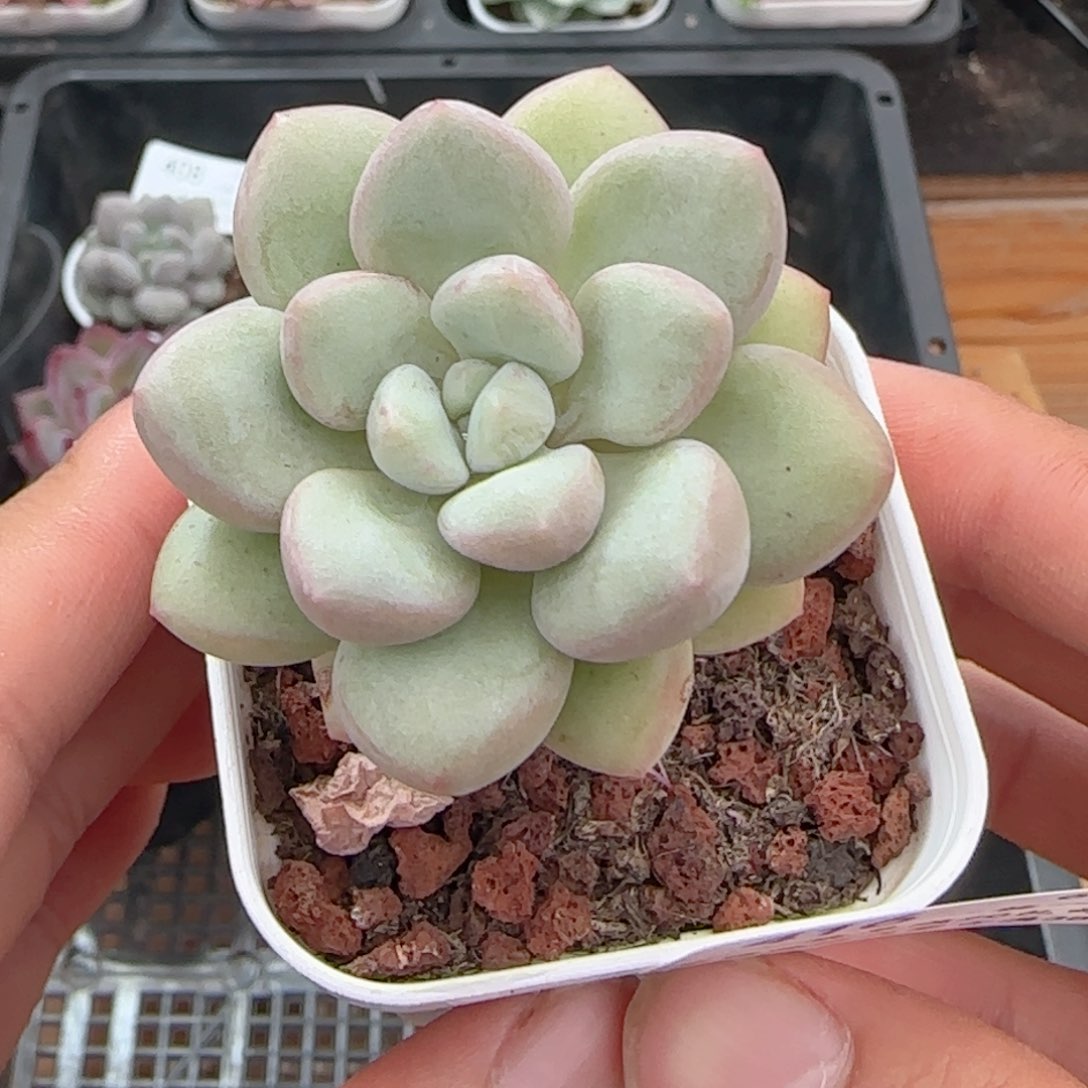 0612-416泡泡糖小老桩