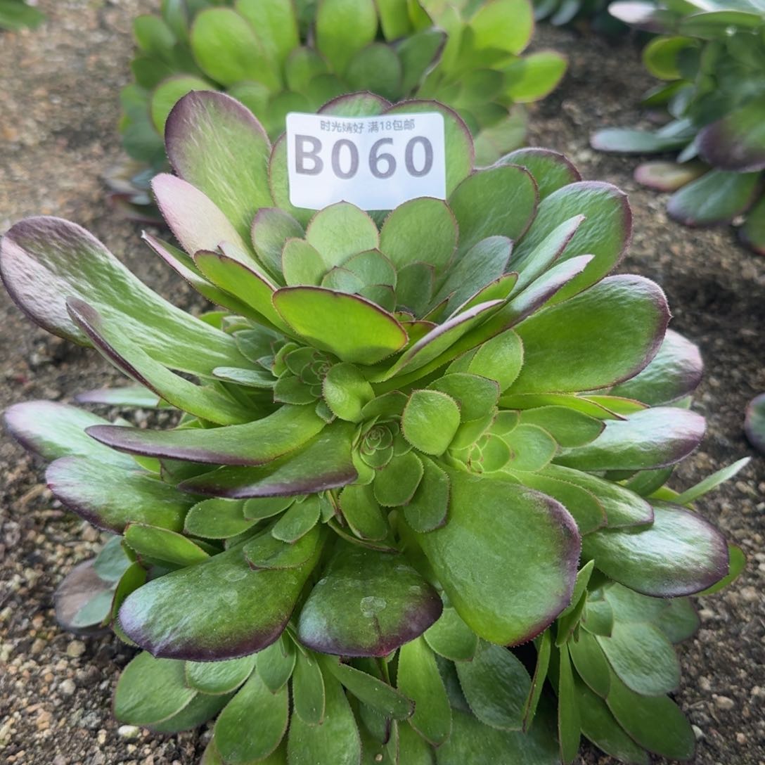 060雨荷多肉植物