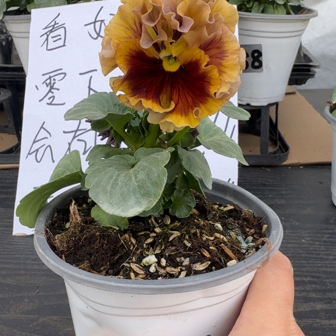 全部花朵592号洛可可