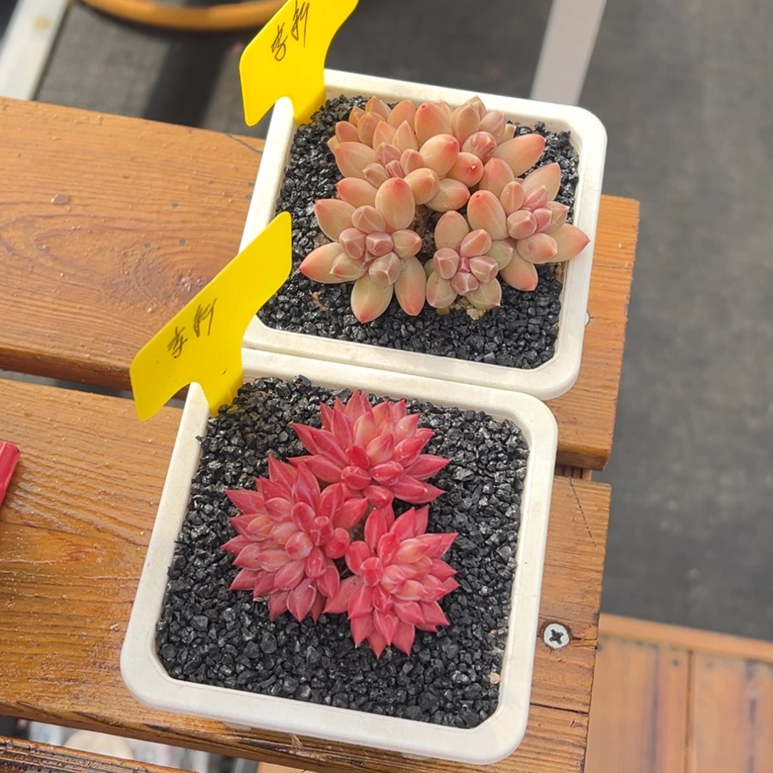 张张精品多肉甄选李新