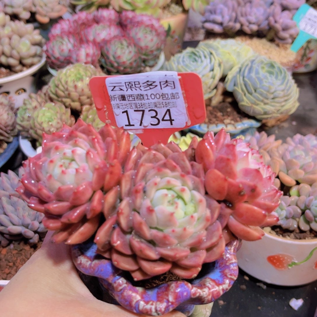1734霜花。
