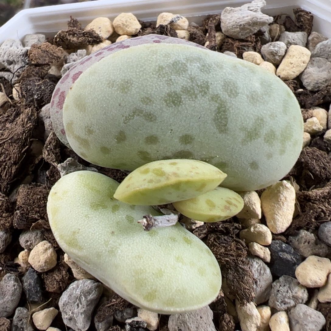 王***ღ花蛋季节性锦单头多肉