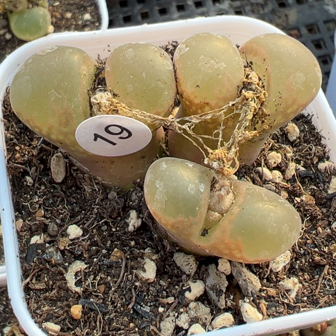 多肉植物1111111111111